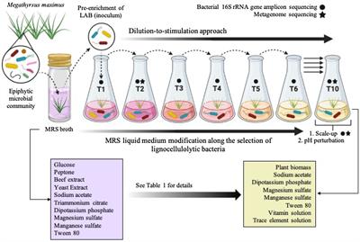 Top-Down Enrichment Strategy to Co-cultivate Lactic Acid and Lignocellulolytic Bacteria From the Megathyrsus maximus Phyllosphere